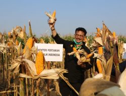 Panen Raya Jagung di Pulau Jawa, Pakan Ternak Melimpah Ruah