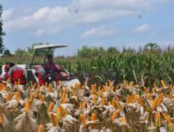 Pemerintah Pastikan Stok Jagung Aman