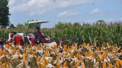 Pemerintah Pastikan Stok Jagung Aman