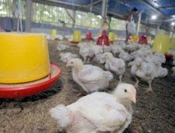 Peternak Ayam Blitar Ogah Terima Jagung Dari Kementerian Pertanian