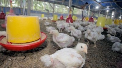 Peternak Ayam Blitar Ogah Terima Jagung Dari Kementerian Pertanian