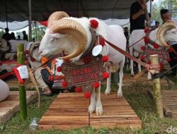 Pestok 2025: Kebangkitan Martabat Peternak Tasikmalaya